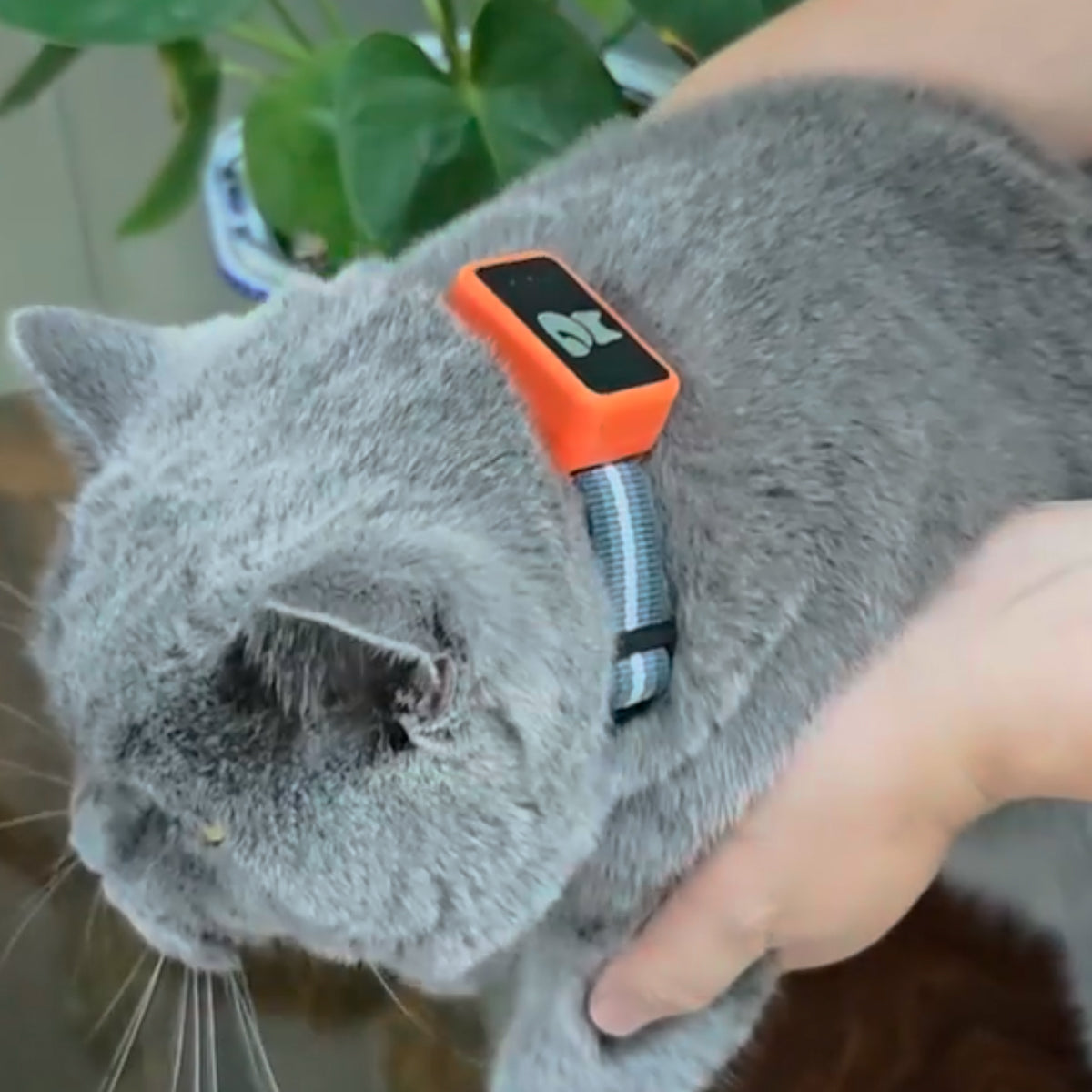 PawiSition GPS Cat Tracker - No Subscription Pet Tracking UK